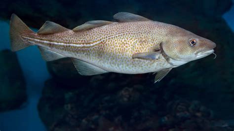 what fish are similar to cod